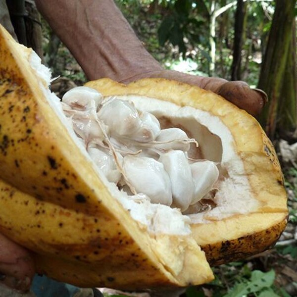 Cesta od kakaových bôbov k čokoláde - video