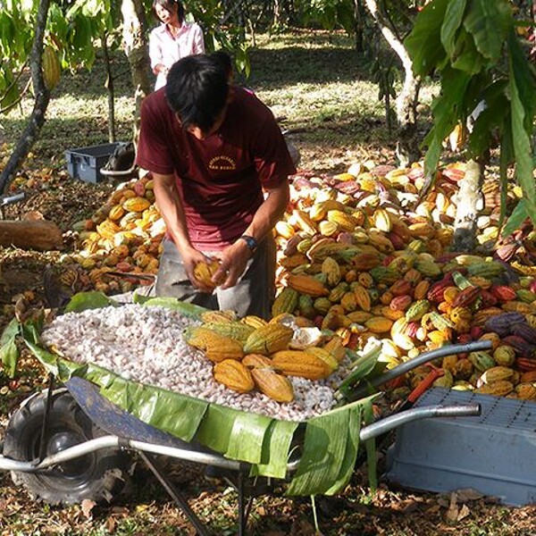 Pôvod udržateľného pestovania kakaových bôbov
